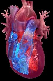 Hidden Cardiac Risks The hidden heart health risks (that don't start in the heart) - Quomi ...